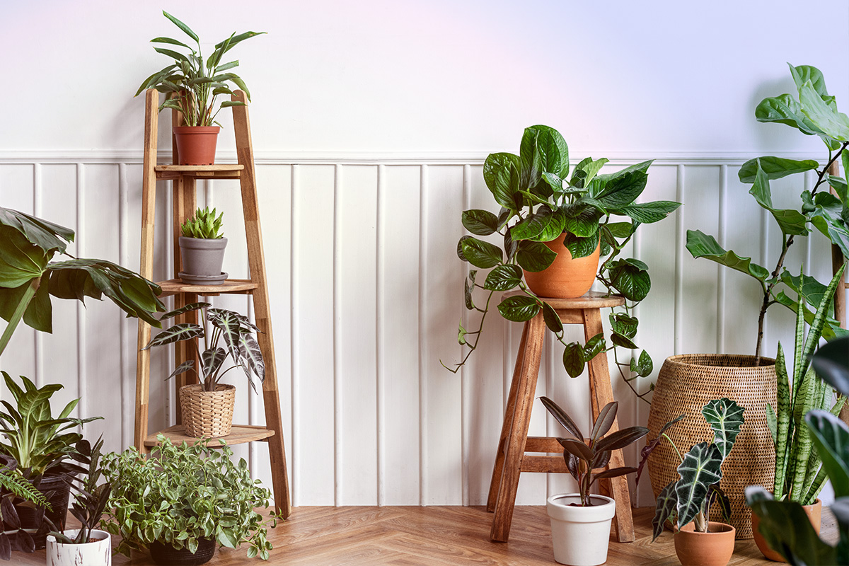 DÉCORATION FRAÎCHEUR : COMMENT METTRE EN VALEUR VOS PLANTES ?