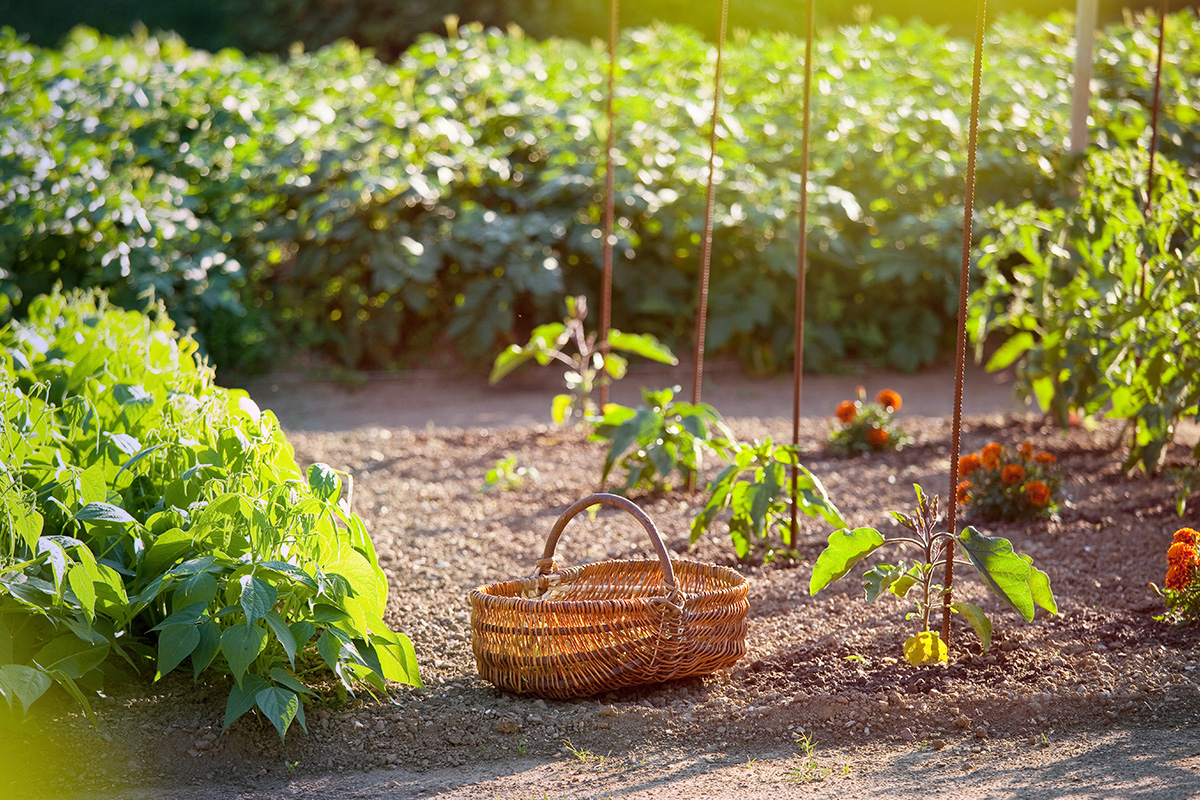 Prévisualisation photo article